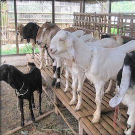 kambing
