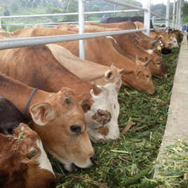 lembu