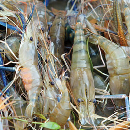 udang